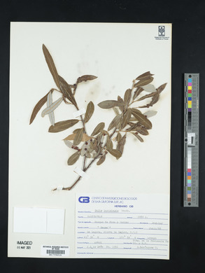 Salix lasiolepis image