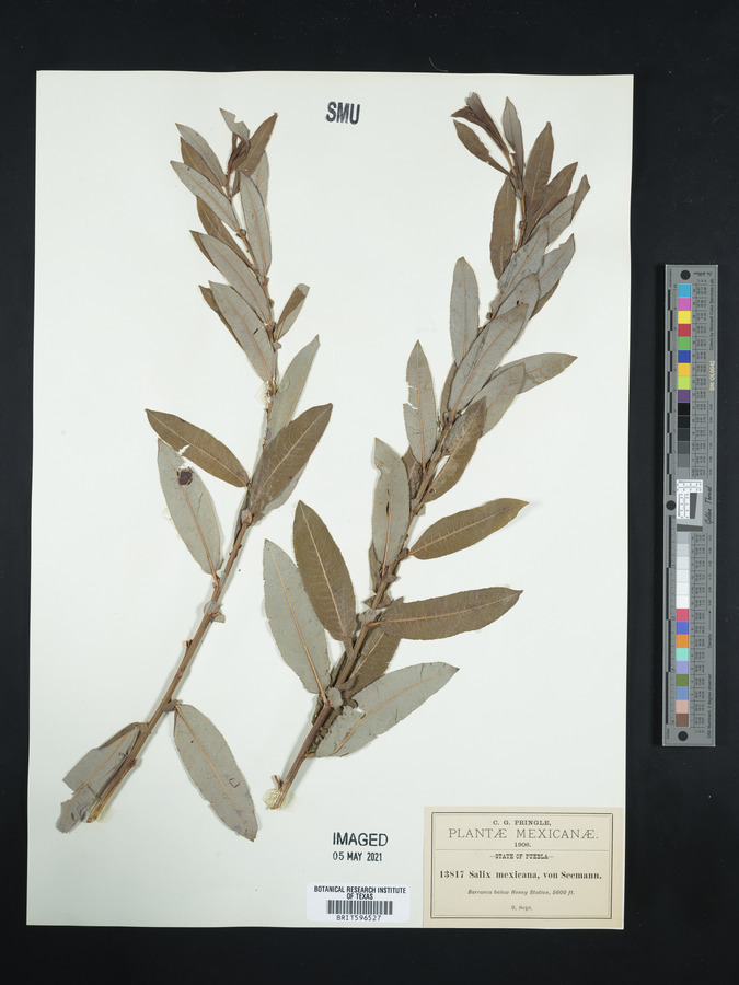 Salix mexicana image