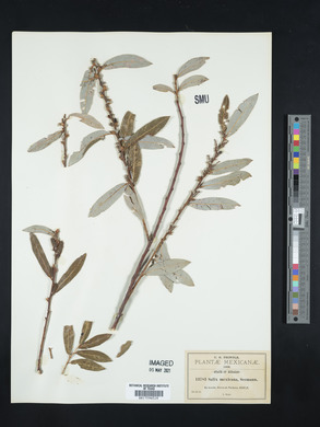 Salix mexicana image