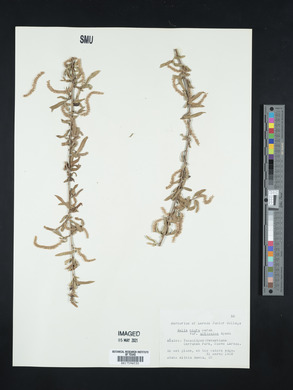 Salix nigra var. altissima image