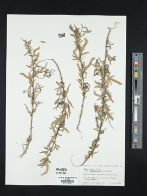 Salix nigra var. lindheimeri image