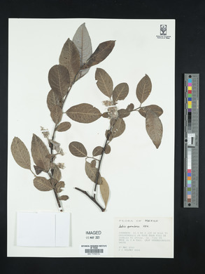 Salix paradoxa image