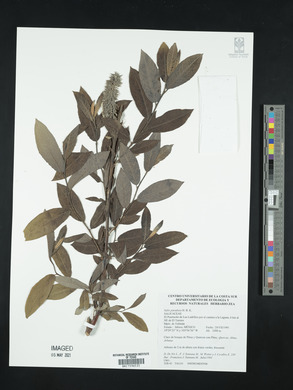 Salix paradoxa image