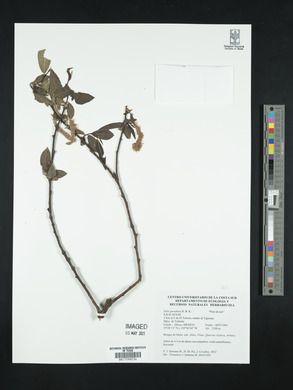 Salix paradoxa image