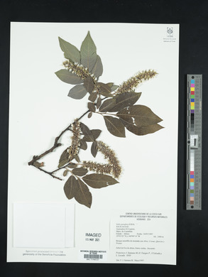 Salix paradoxa image
