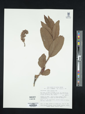 Salix paradoxa image