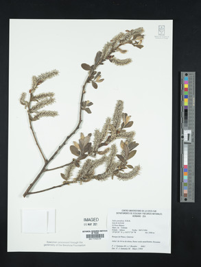 Salix paradoxa image