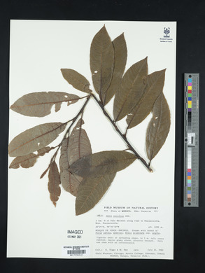 Salix paradoxa image