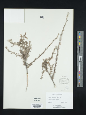 Salix taxifolia image