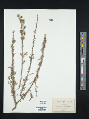 Salix taxifolia image