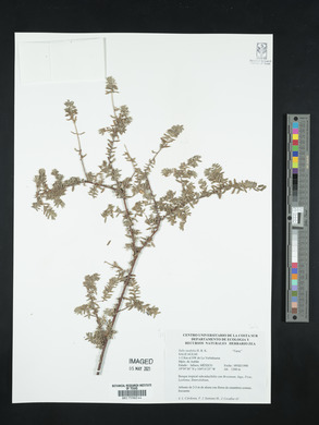 Salix taxifolia image