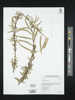 Salix humboldtiana image