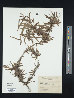 Salix humboldtiana image
