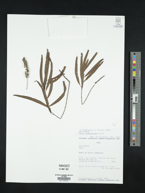 Salix humboldtiana image