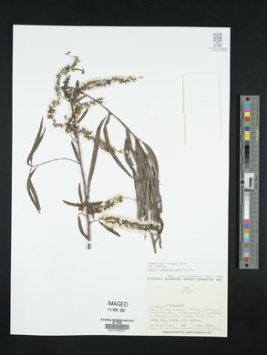 Salix humboldtiana image