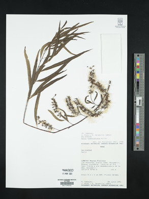 Salix humboldtiana image