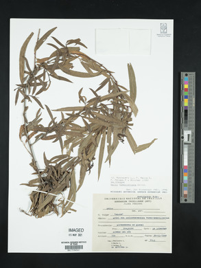 Salix humboldtiana image