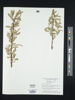 Salix alba image