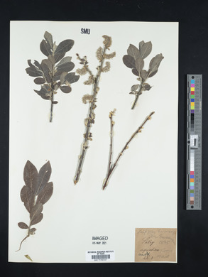 Salix aquatica image