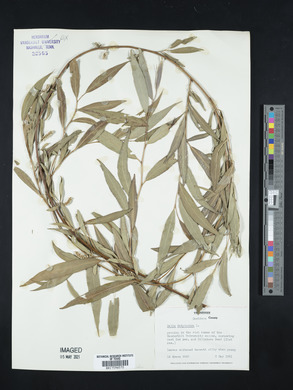 Salix babylonica image