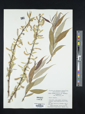 Salix x pendulina image