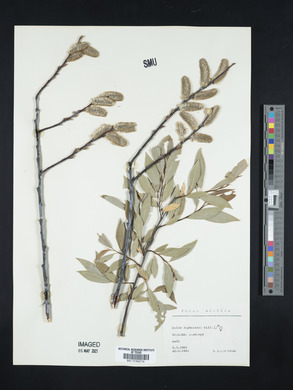 Salix daphnoides image