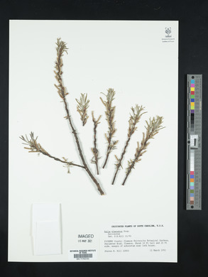 Salix elaeagnos image