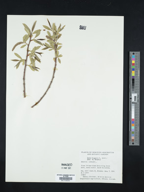 Salix × fragilis image