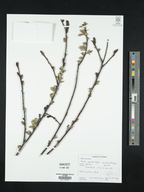 Salix gracilistyla image