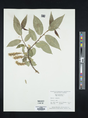 Salix pentandra image