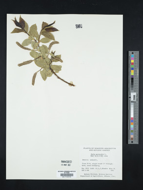 Salix pentandra image