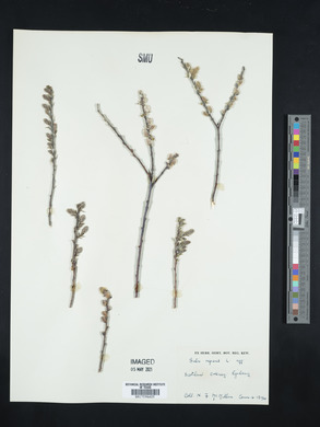 Salix repens image