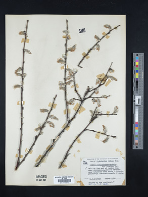 Salix scouleriana image