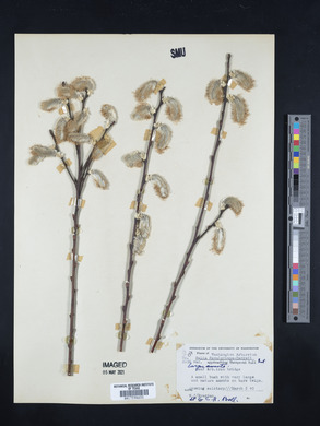 Salix scouleriana image