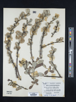 Salix scouleriana image