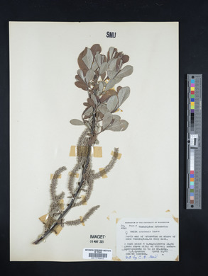 Salix sitchensis image