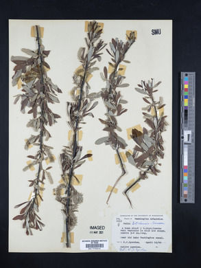 Salix sitchensis image