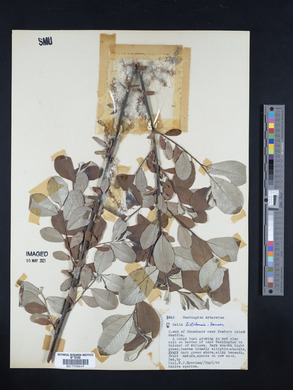 Salix sitchensis image