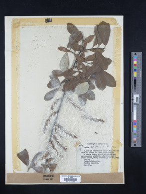 Salix sitchensis image