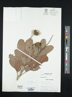 Cupania latifolia image