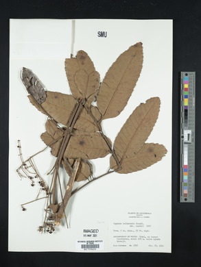Cupania belizensis image