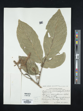 Cupania cubensis image