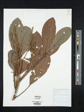 Cupania rufescens image