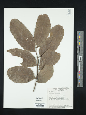 Cupania americana image