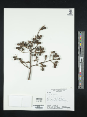 Cupania americana image