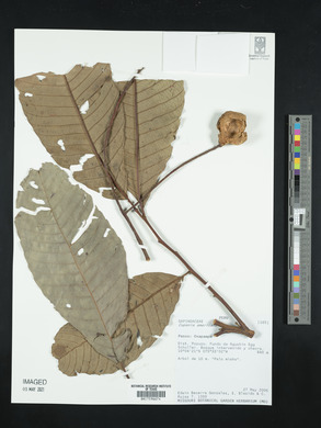 Cupania americana image