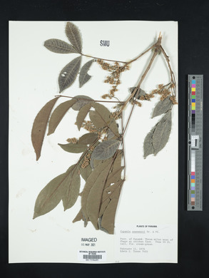 Cupania sylvatica image