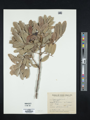 Cupania vernalis image