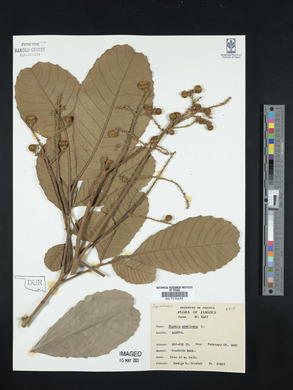 Cupania americana image