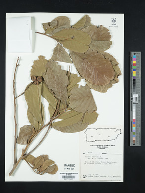 Cupania americana image